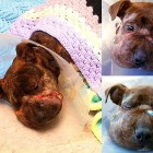 4.25.16 Animal Control Saves the Life of a Badly Abused Puppy2