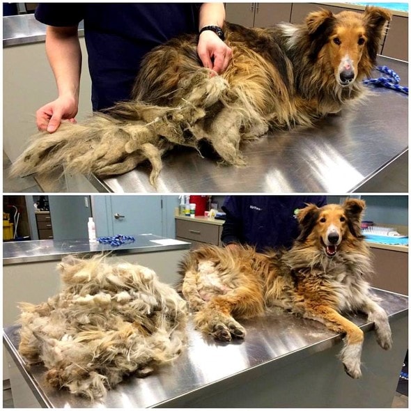 4.25.16 - Freight - Matted Rough Collie - TAF1