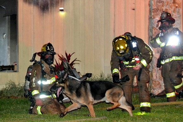 4.26.16 - Retired Police Dog Leads Firefighters to Toddlers Trapped in Burning Home3