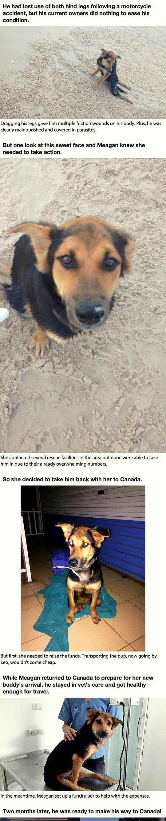 4.27.16 - Dog Dragging Legs Gets a Rescue1