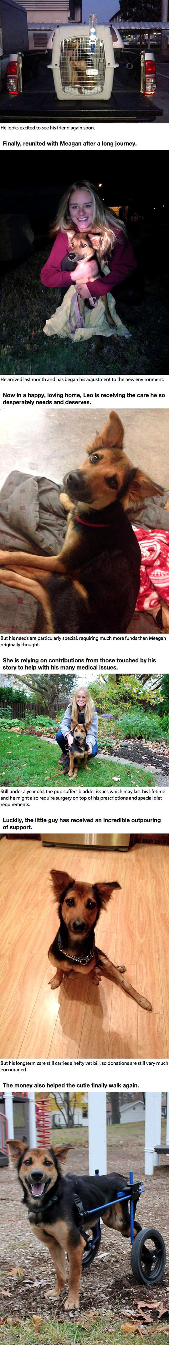 4.27.16 - Dog Dragging Legs Gets a Rescue2