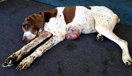 4.30.16 - Missing Dog2