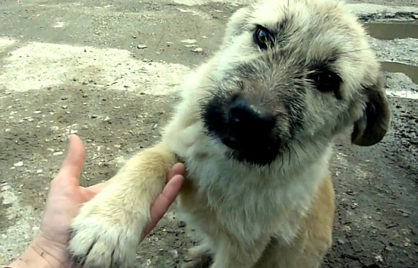 4.6.16 - Appreciative Puppy Shakes Rescuer's Hand2
