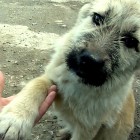 4.6.16 Appreciative Puppy Shakes Rescuers Hand21