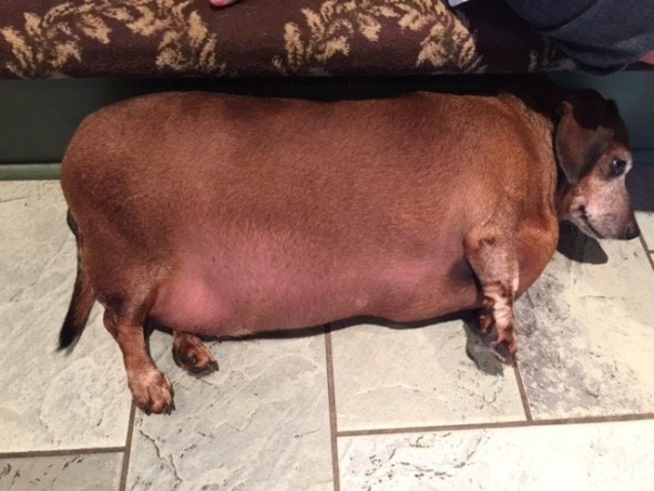 A severely obese dog, Vincent has lost over 20 pounds, thanks to K-9 Angels Rescue group, who saved him from the county shelter.