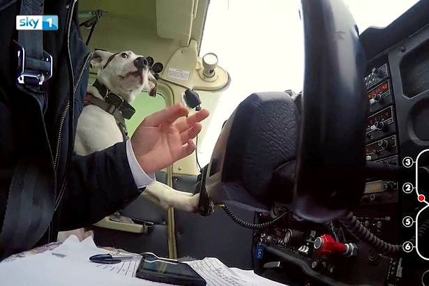 4.9.16 - First Dog to Fly a Plane4