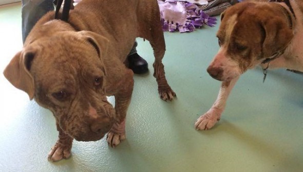 Holly & Tay Tay North Fork Animal Welfare League