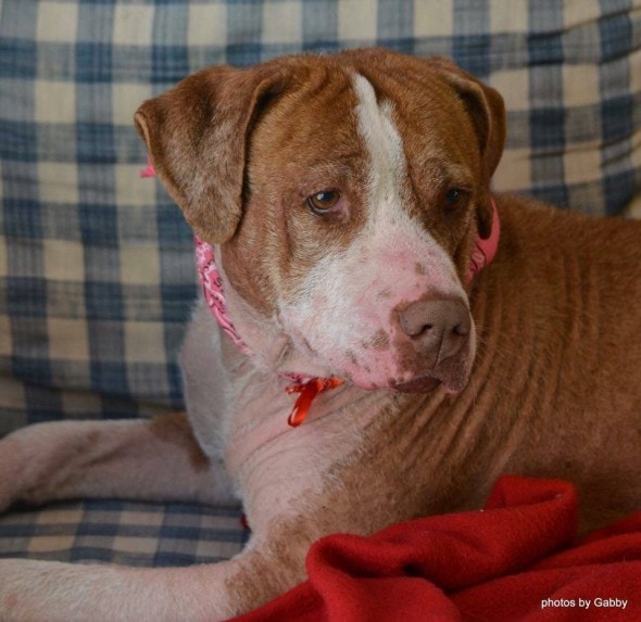 Holly by Gabby North Forl Animal Welfare League