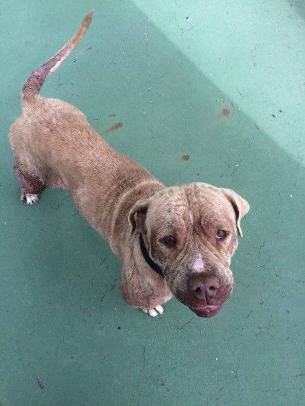 Tay Tay North Fork Animal Welfare League