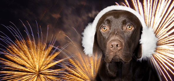 dog-fireworks-4