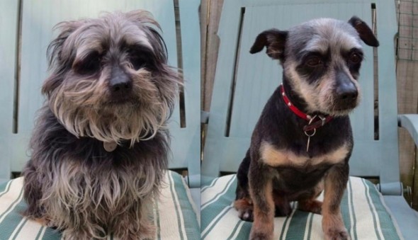 dog haircut 2 Reddit indignant_cat