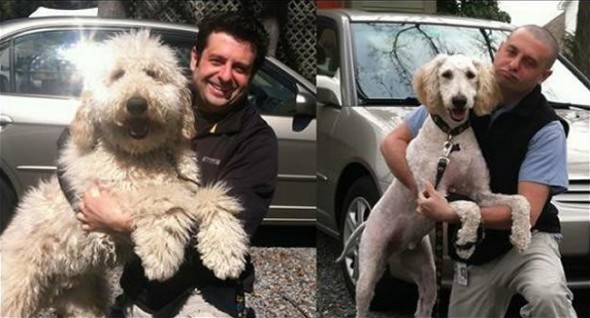 dog haircuts 4