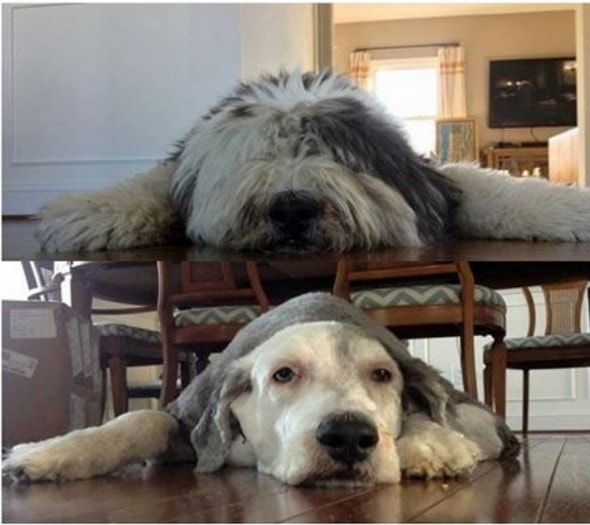 dog haircuts 5