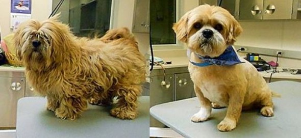 dog haircuts 7 carols pet grooming