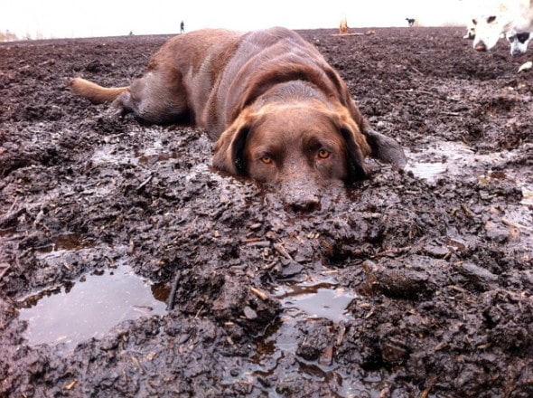 dog in mud 1
