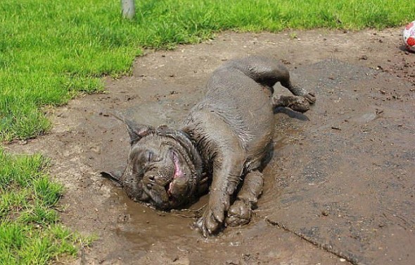 dog in mud 2 reddit