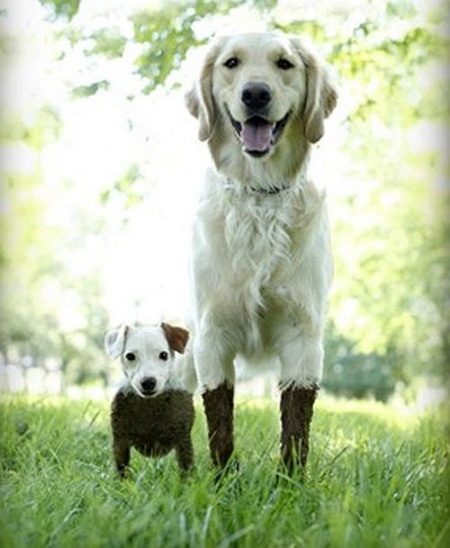 dog in mud 3 piccsy dot com