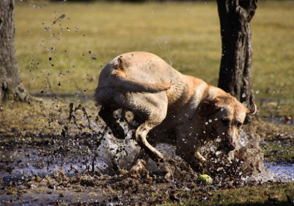 dog in mud 4 homewardboundpetblog dot com