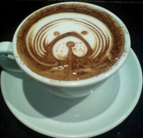 dog latte 15