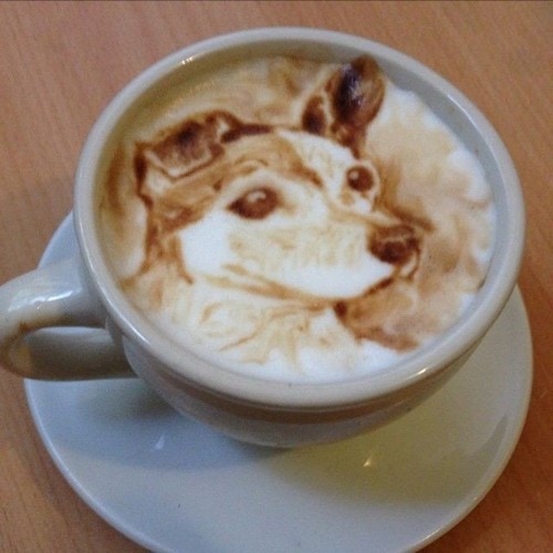 dog latte 3