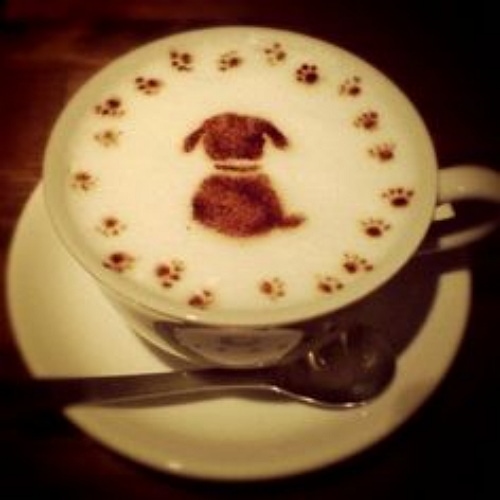 dog latte 6