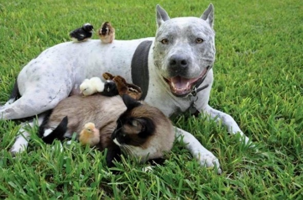 dog meets chicks