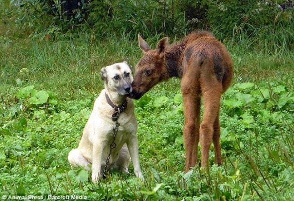 dog meets elk