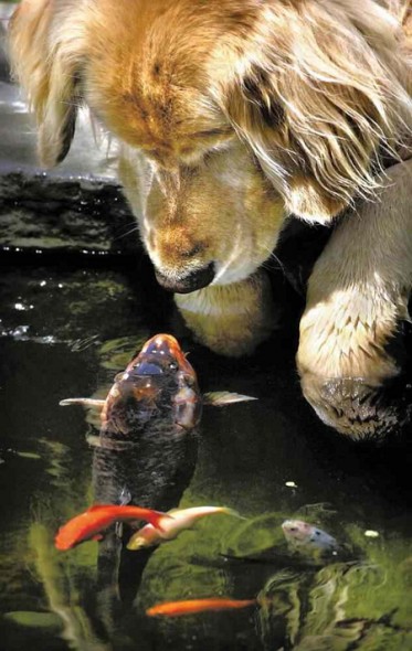 dog meets fish