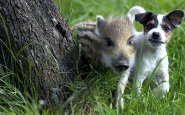 dog meets five-week-old boar