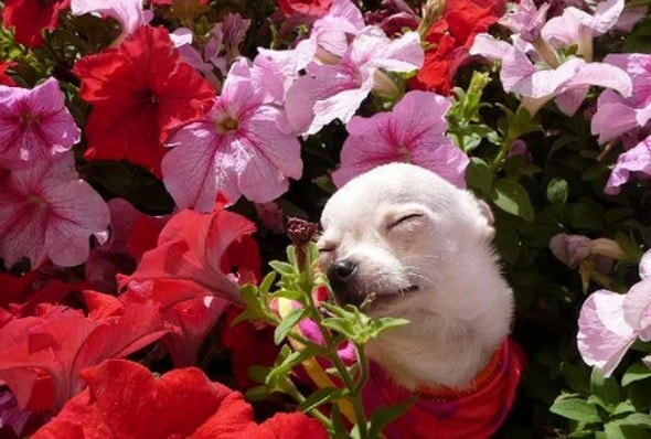 flower pup 1