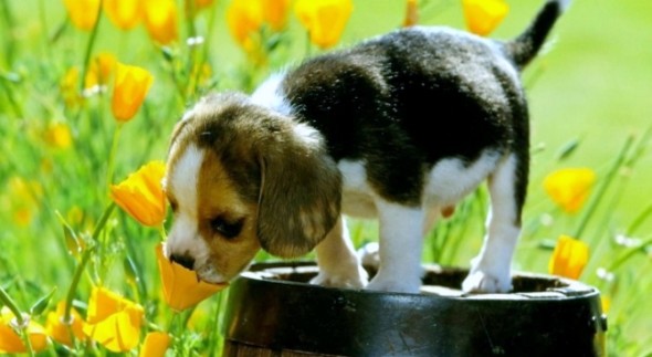 flower pup 2