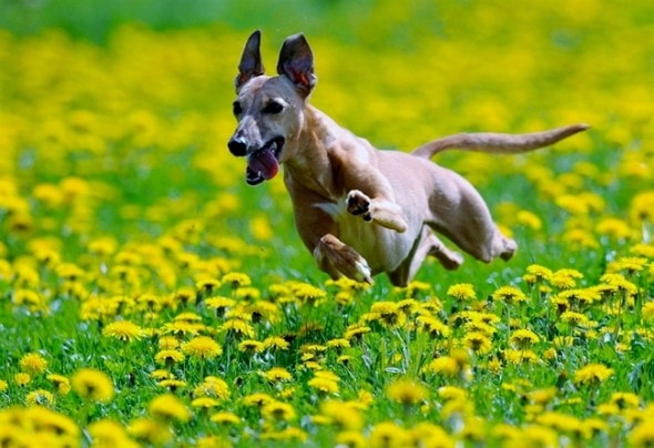 flower pup 3