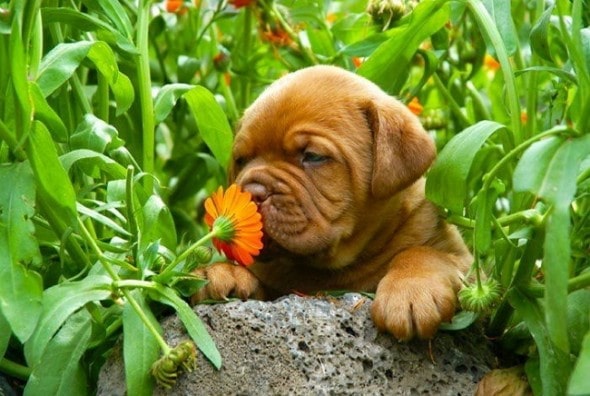 flower pup 4