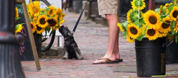 flower pup 5 Dog-smelling-sun-flowers_Dylan_on-Dog-Spies