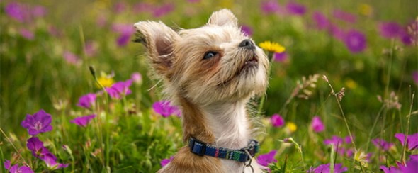 flower pup 6