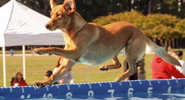 Sandy's a veteran DockDog,  now competing in the senior category. Photo: Daily Press