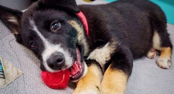 Three-month-old Biggie, a Border collie mix, was available for adoption at press time.