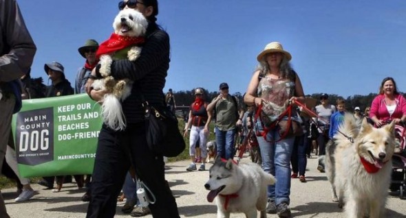 Dog owners walked a mile-long stretch in protest of proposed leash laws.   Photo: Brittany Murphy/The Chronicle