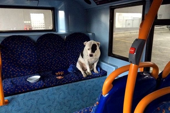 5.1.16 - Dog Left on Bus1