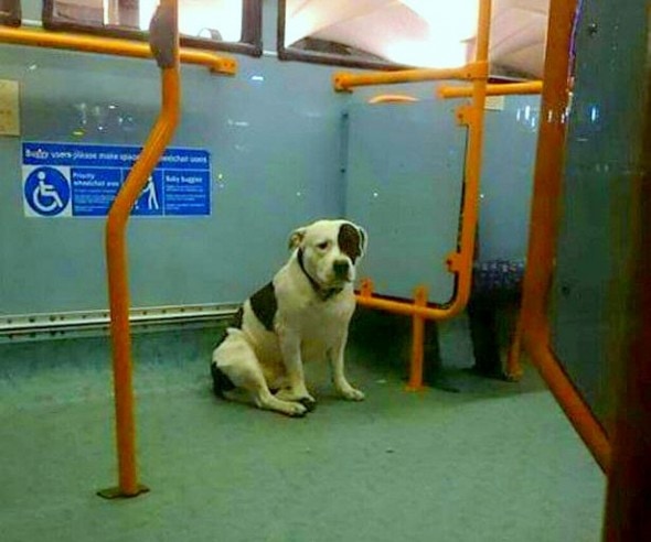 5.1.16 - Dog Left on Bus2