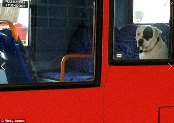5.1.16 - Dog Left on Bus3