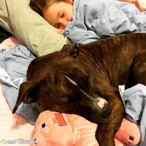 5.1.16 - Little Girl Serenades Foster Dog2