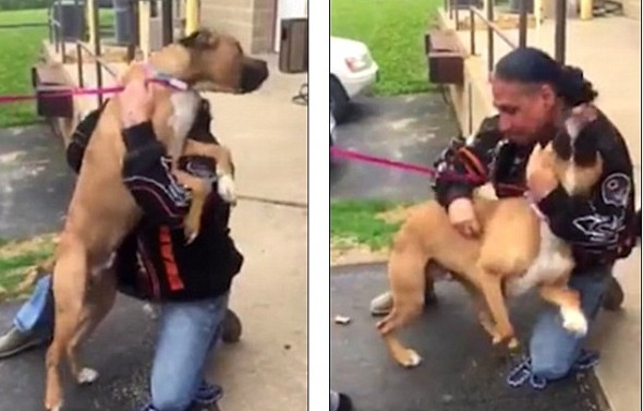 5.11.16 - Stolen Dog Goes Absolutely Bonkers When He Sees His Dad After Two Years2