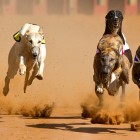 5.16.16 Arizona Puts an End to Greyhound Racing1