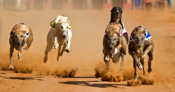 5.16.16 - Arizona Puts an End to Greyhound Racing1