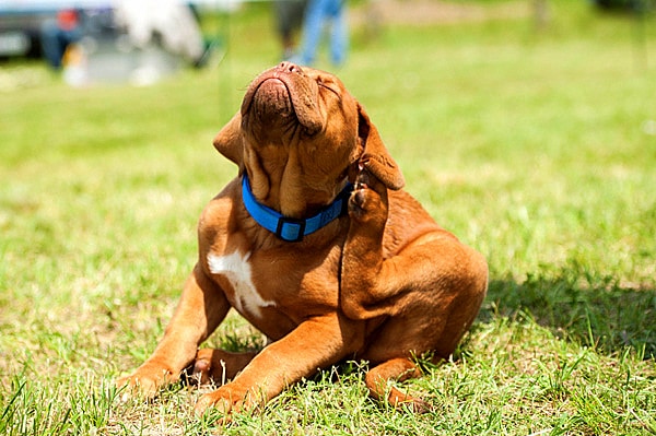 Best Dog Repellent For Yard