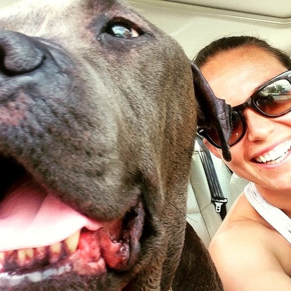 5.18.16 - This Is What I've Learned While Fostering Pit Bulls5