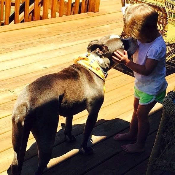 5.18.16 - This Is What I've Learned While Fostering Pit Bulls7