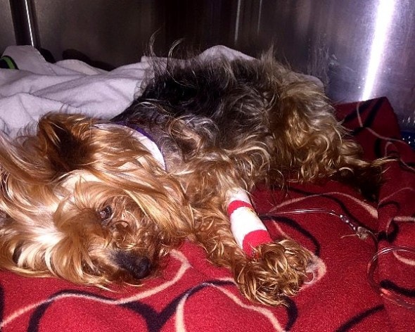 5.18.16 - Tiny Yorkie Survives Brutal Coyote Attack1