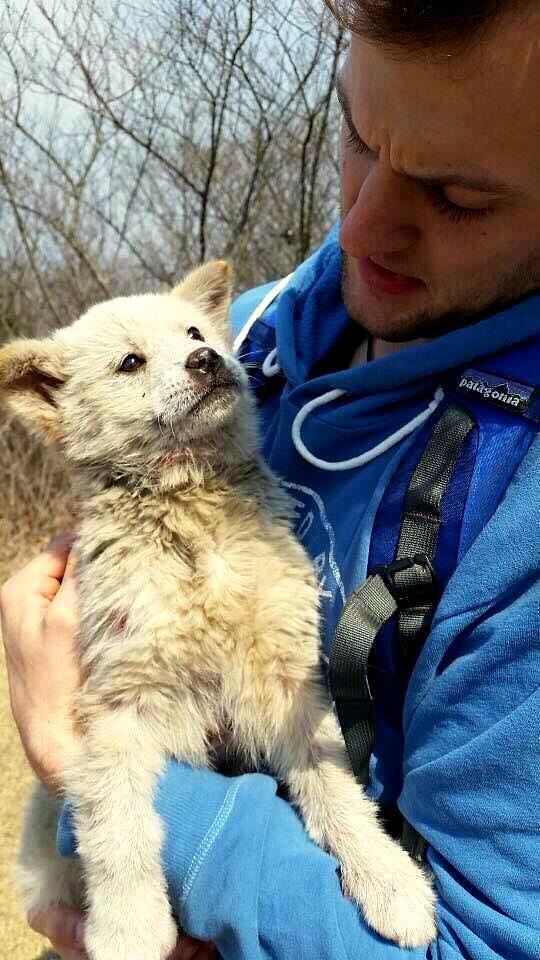 5.19.16 - Hiker Saves Puppy Escaped from Meat Farm1